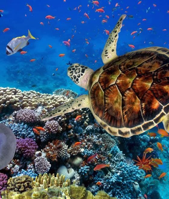 Satyah Turtle Bay