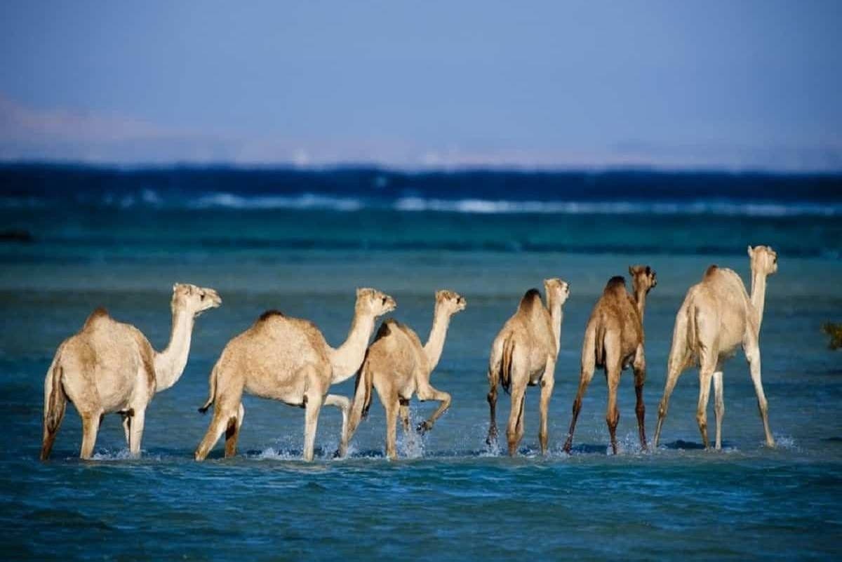 Wadi El Gemal National Park